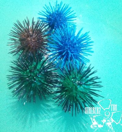 Фанатские артефакты